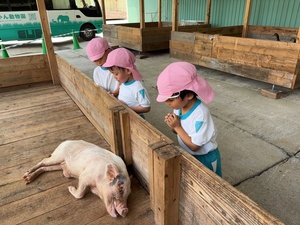 けんちゃん動物園　ぶた